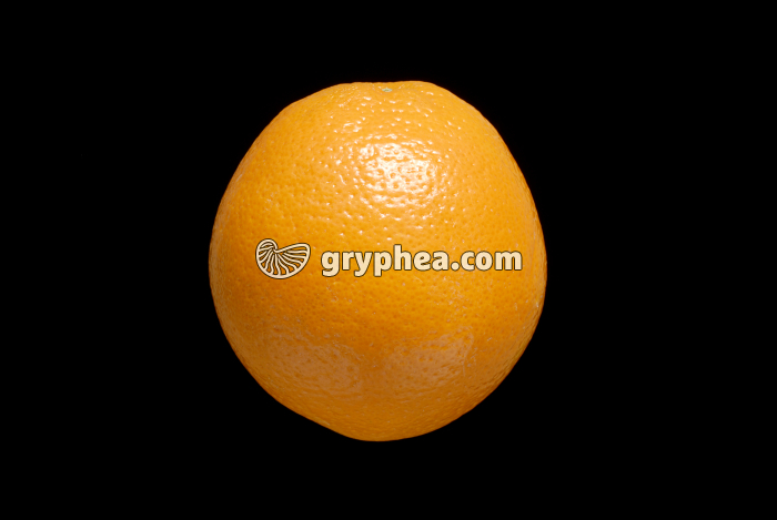 Orange (Citrus aurantium sinensis) - gryphea.com